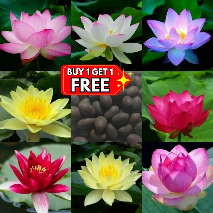 Premium Japanese Lotus Seeds (Buy 1 Get 2 Free)