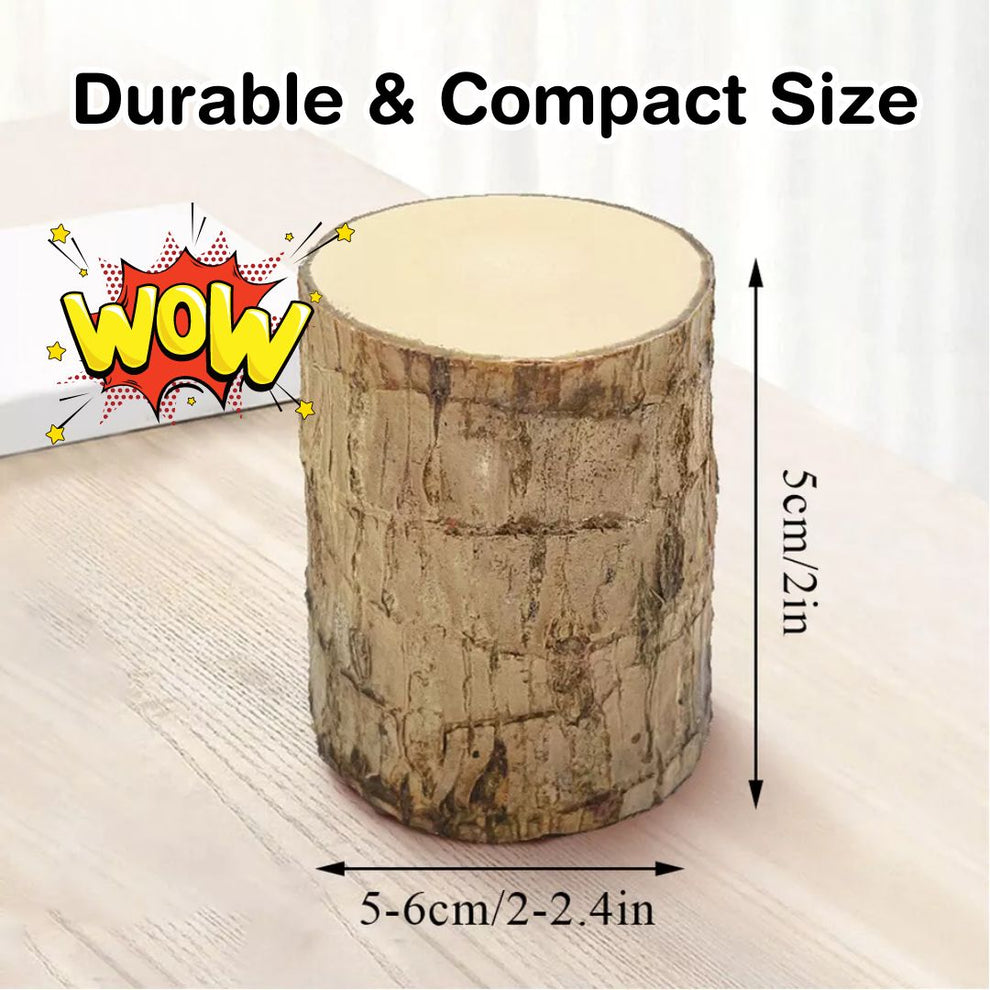 Lucky Brazil Wood Potted Plant