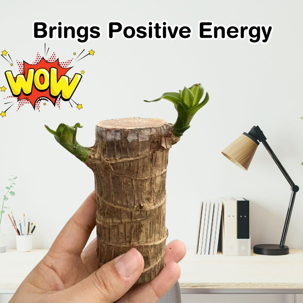 Lucky Brazil Wood Potted Plant