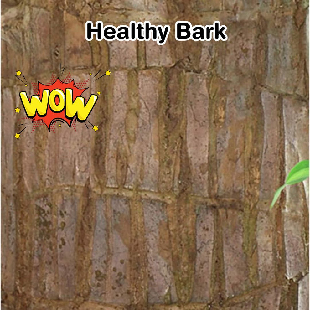Lucky Brazil Wood Potted Plant