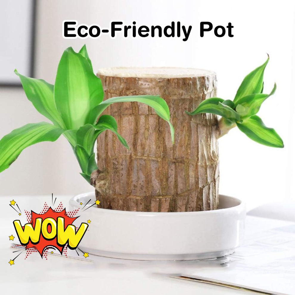 Lucky Brazil Wood Potted Plant