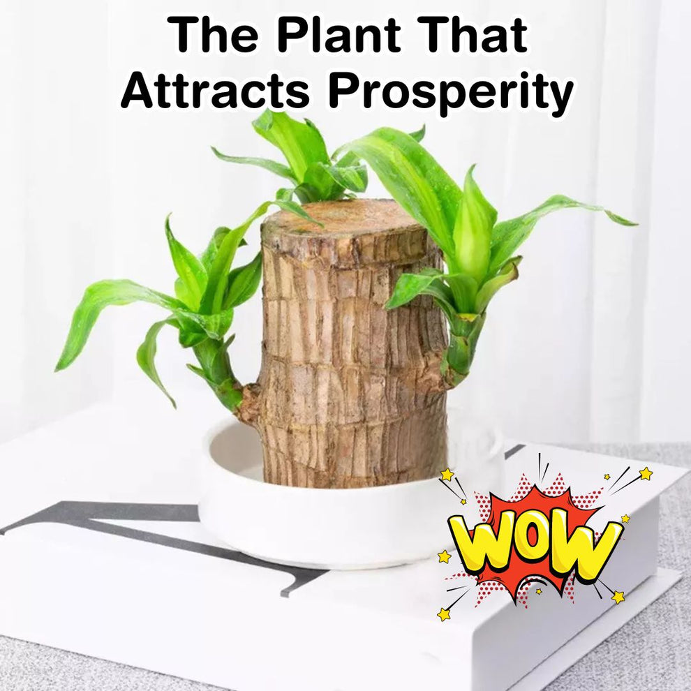 Lucky Wood Mini Home Plant Decorations  (Buy 1 Get 1 Free)