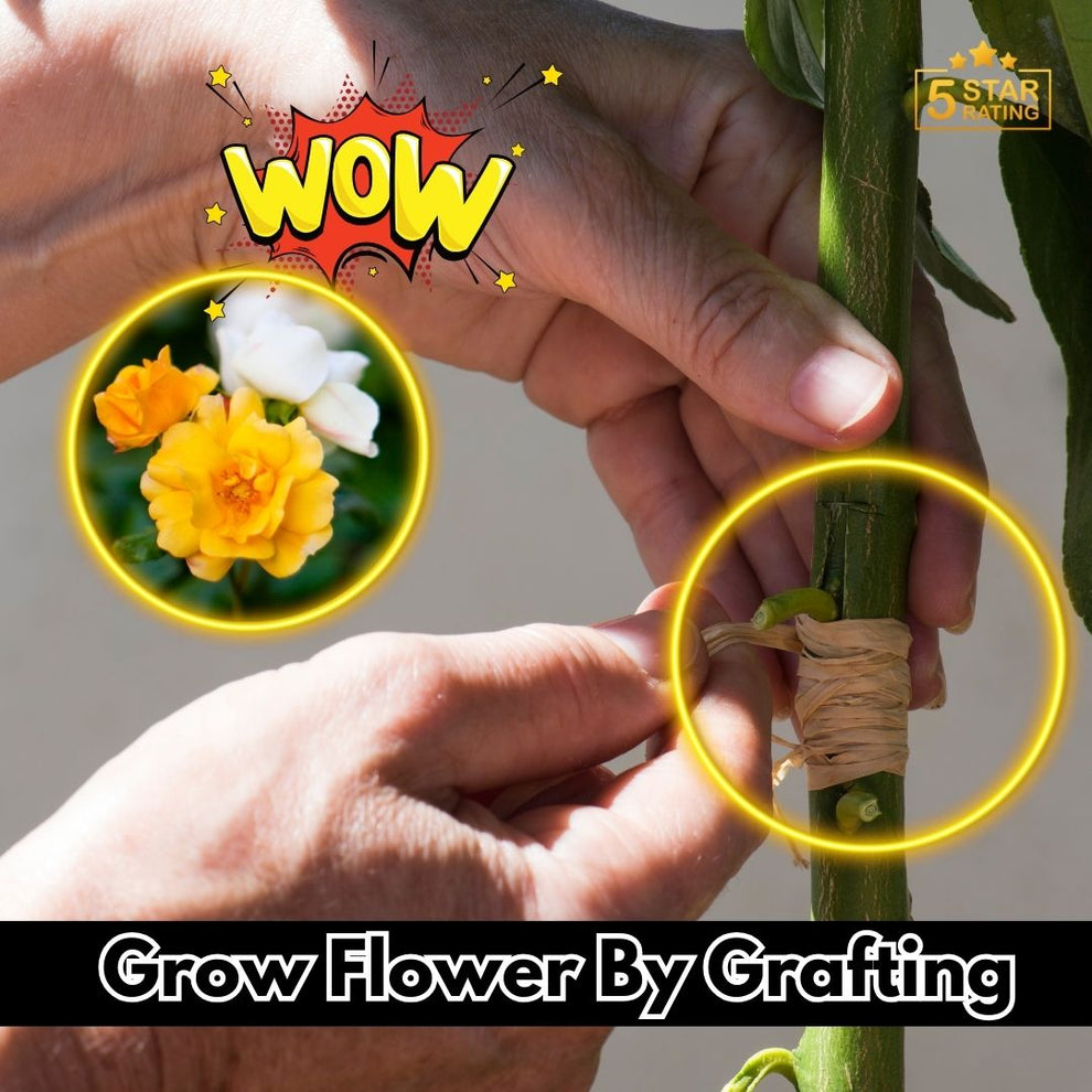 Hybrid Grafting Kit (Pack of 5) (FREE GRAFTING TAPE)