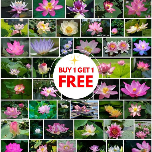 Premium Japanese Lotus Seeds (Buy 1 Get 2 Free)