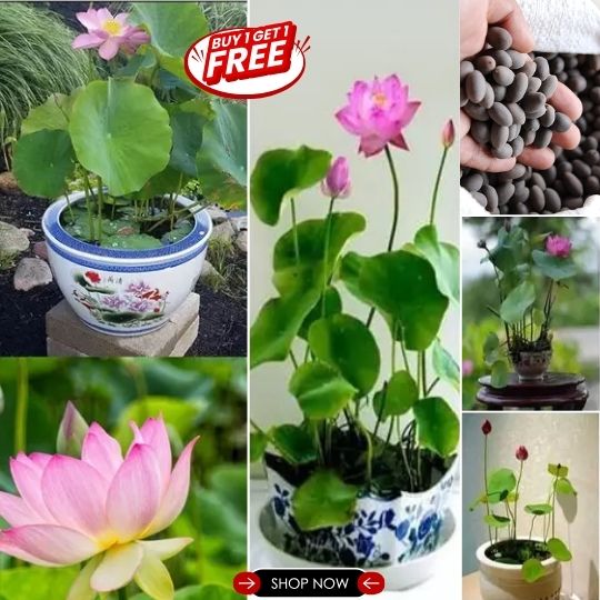 Premium Japanese Lotus Seeds (Buy 1 Get 2 Free)