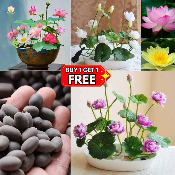 Premium Japanese Lotus Seeds (Buy 1 Get 2 Free)