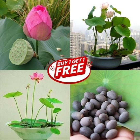 Premium Japanese Lotus Seeds (Buy 1 Get 2 Free)