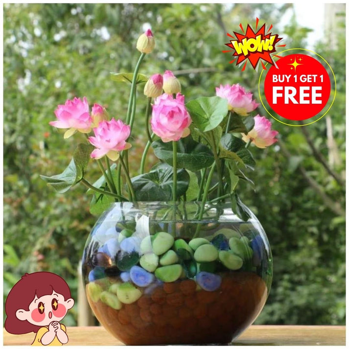 Premium Japanese Lotus Seeds (Buy 1 Get 2 Free)