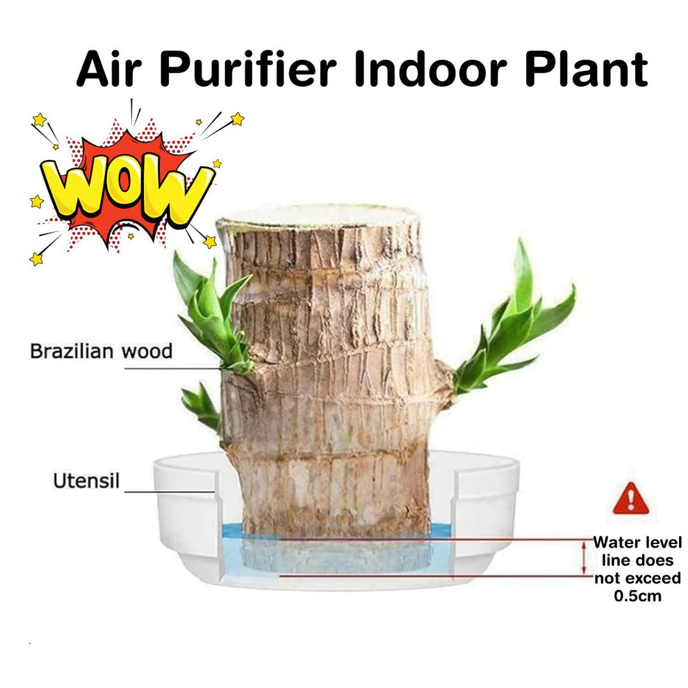 Lucky Brazil Wood Potted Plant