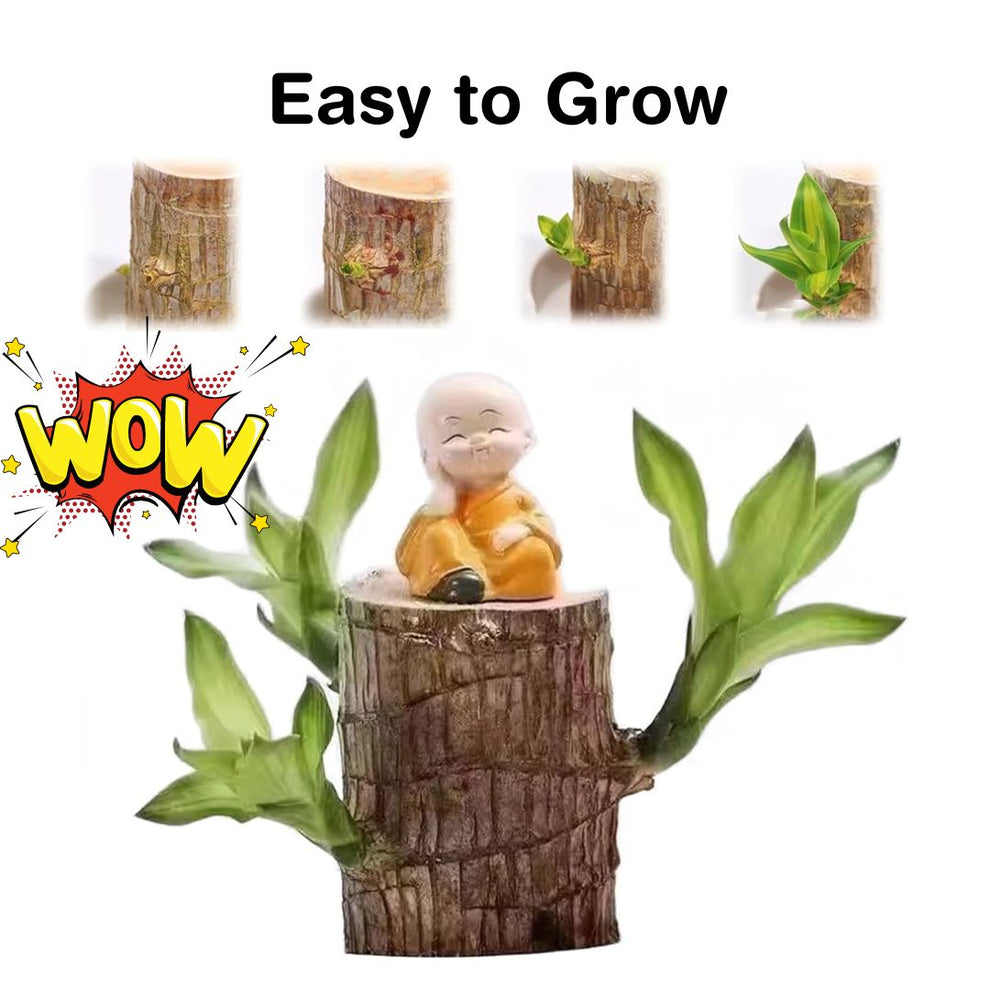 Lucky Brazil Wood Potted Plant
