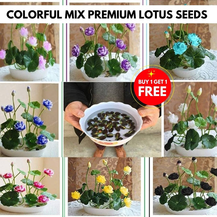 Premium Japanese Lotus Seeds (Buy 1 Get 2 Free)
