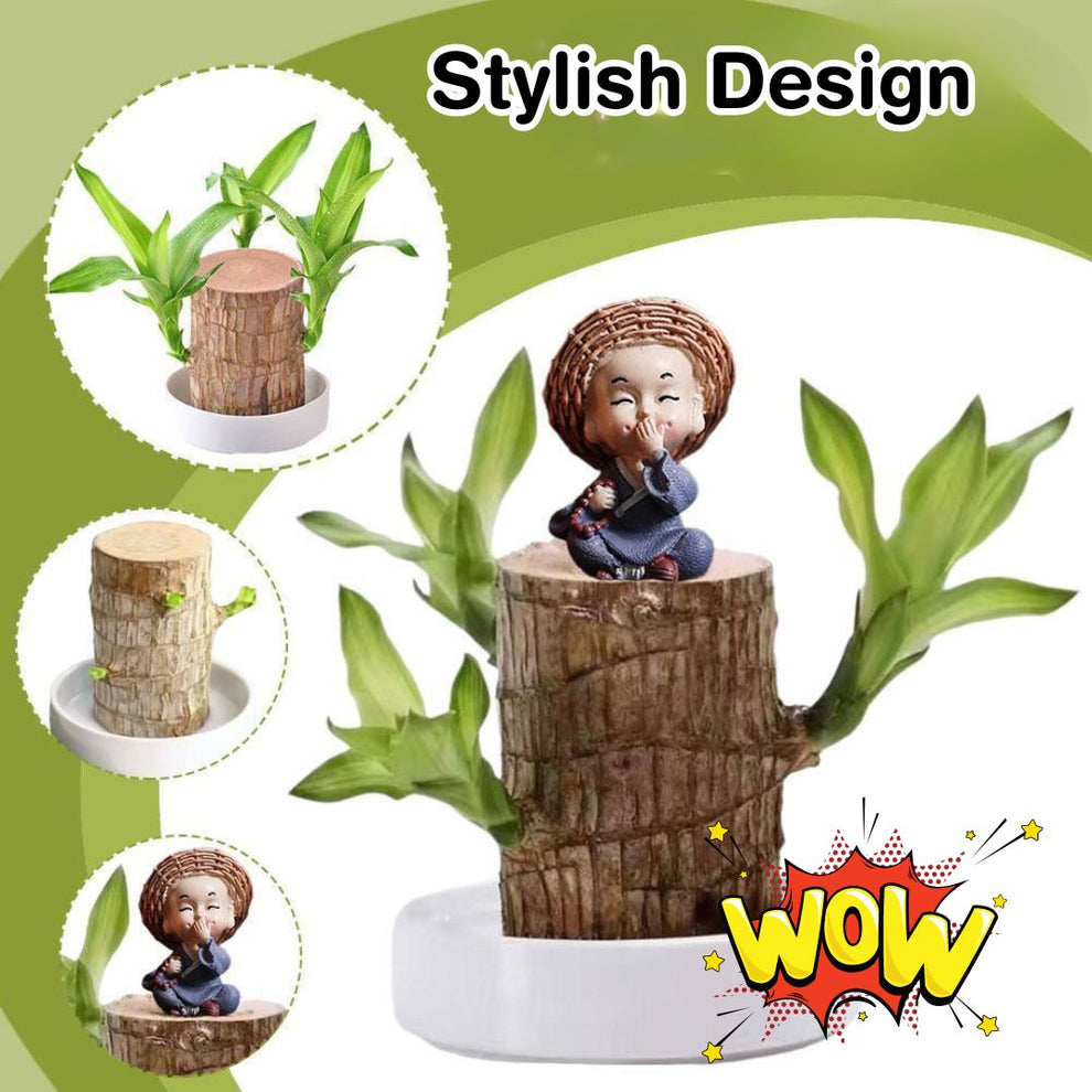 Lucky Brazil Wood Potted Plant