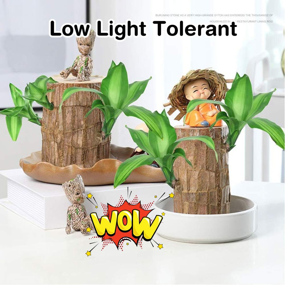 Lucky Brazil Wood Potted Plant