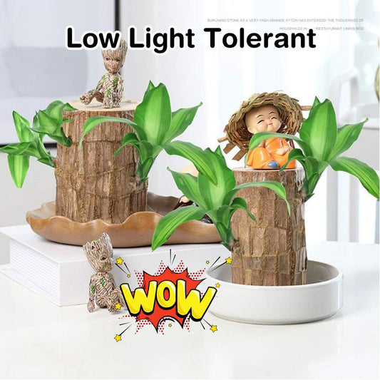 Lucky Wood Mini Home Plant Decorations  (Buy 1 Get 1 Free)