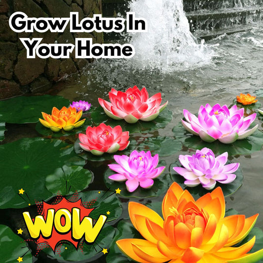 Premium Lotus Seeds